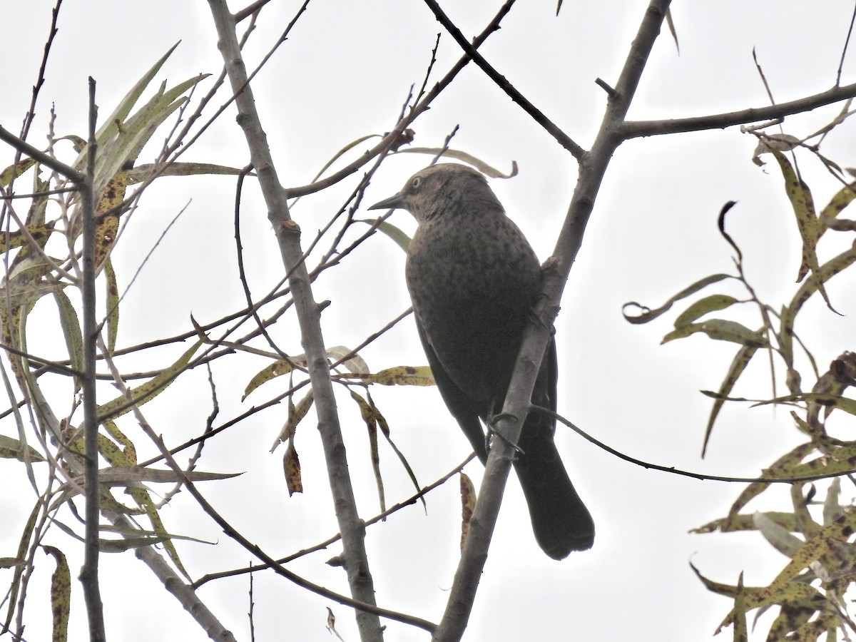 Rusty Blackbird - ML643520756