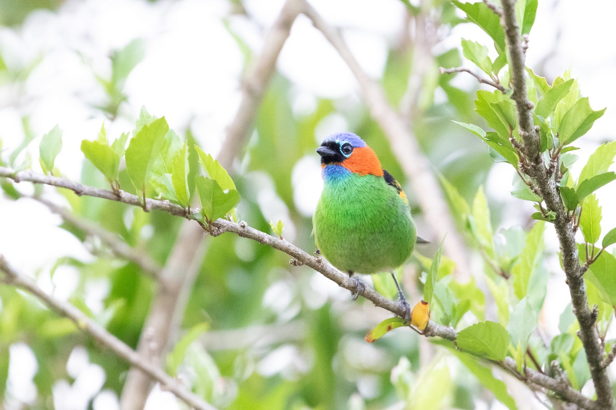 Red-necked Tanager - ML643520765