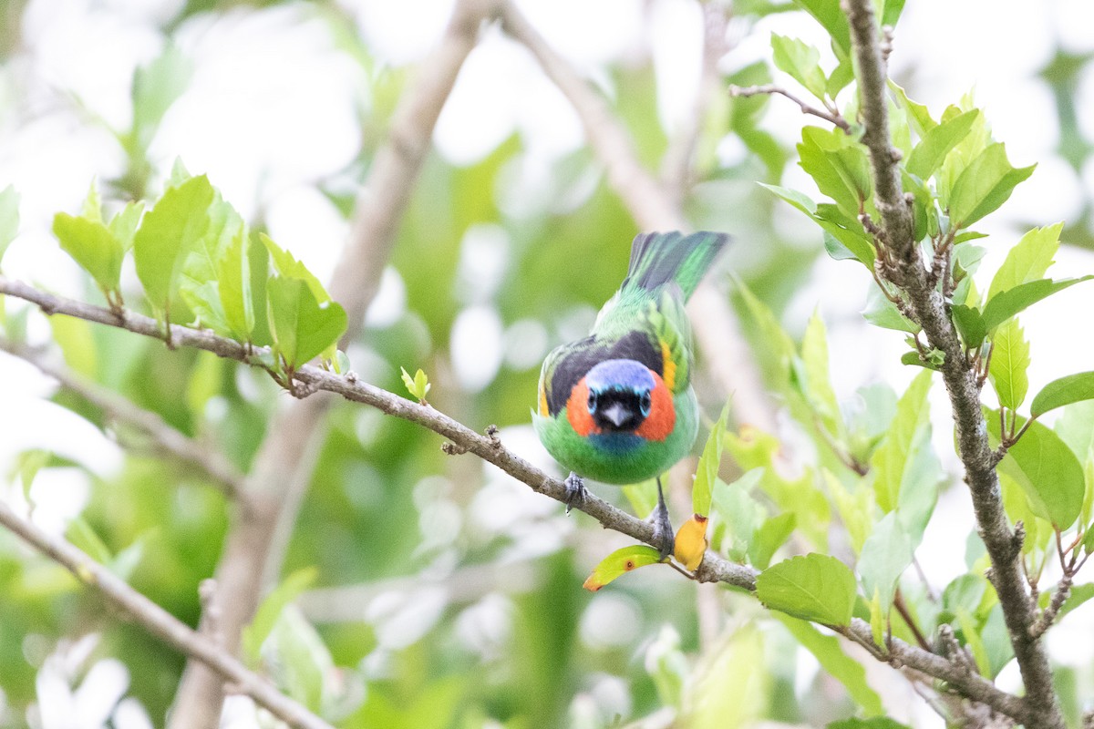 Red-necked Tanager - ML643520766