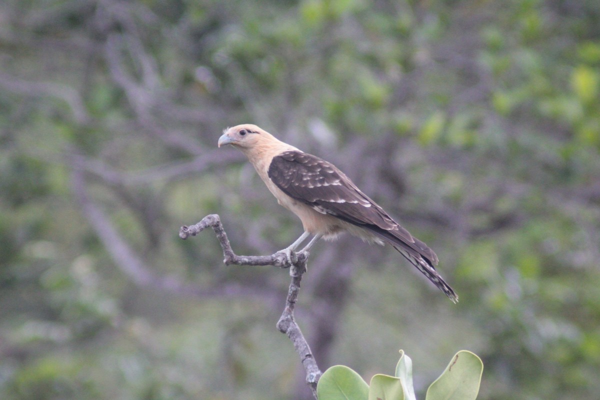 Yellow-headed Caracara - ML643520779