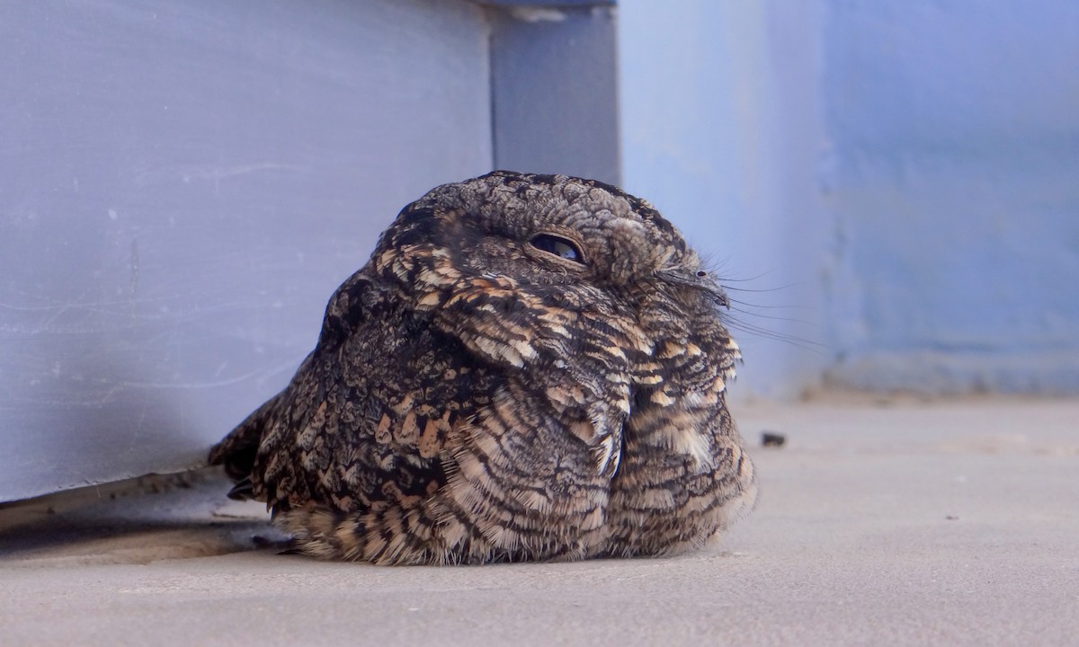 ハシナガヨタカ - ML643520780