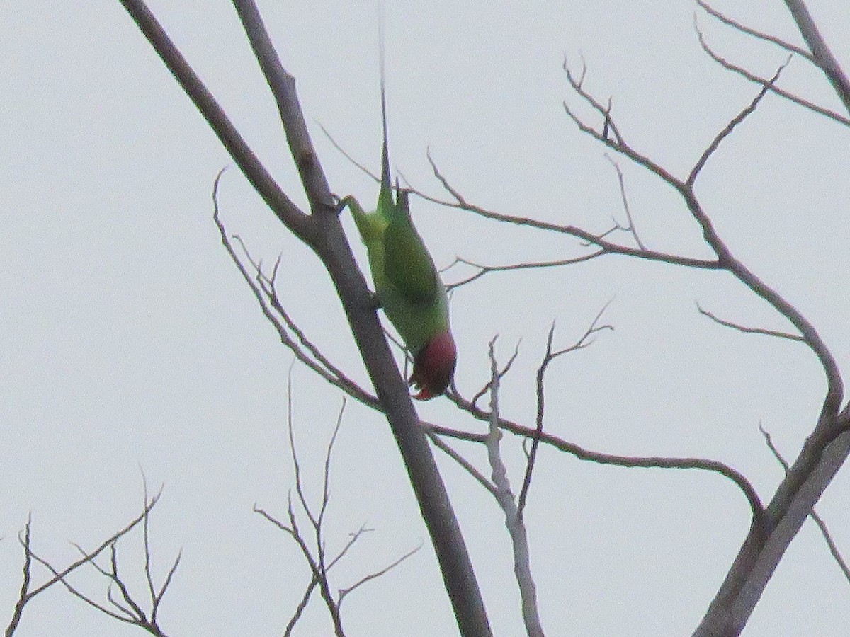 Long-tailed Parakeet - ML643520782