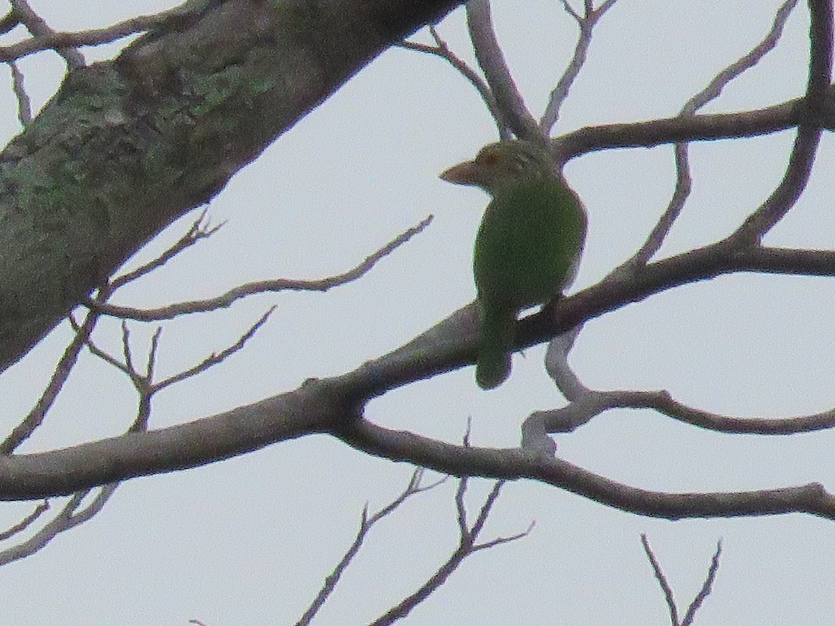 Lineated Barbet - ML643520794