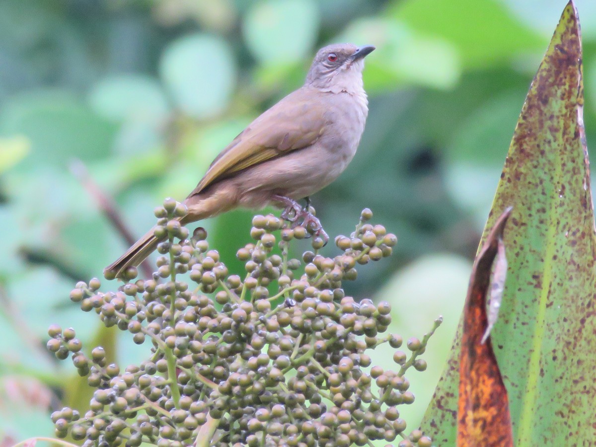Olive-winged Bulbul - ML643520804