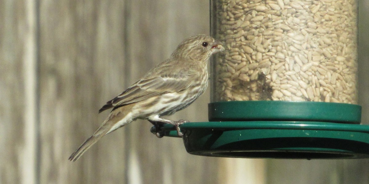 House Finch - ML643520810