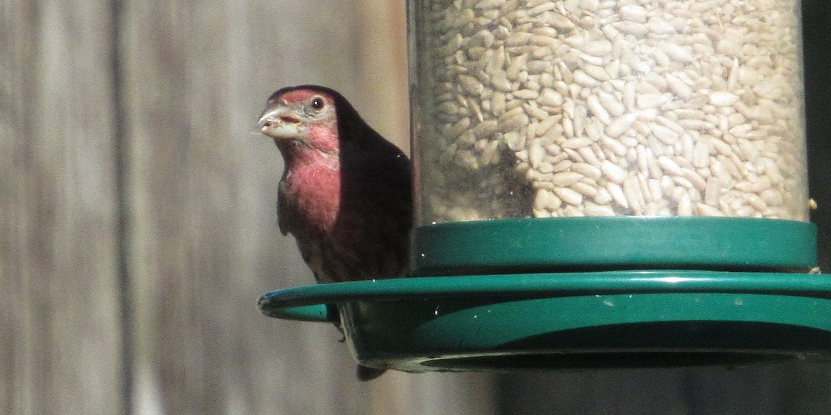 House Finch - ML643520811