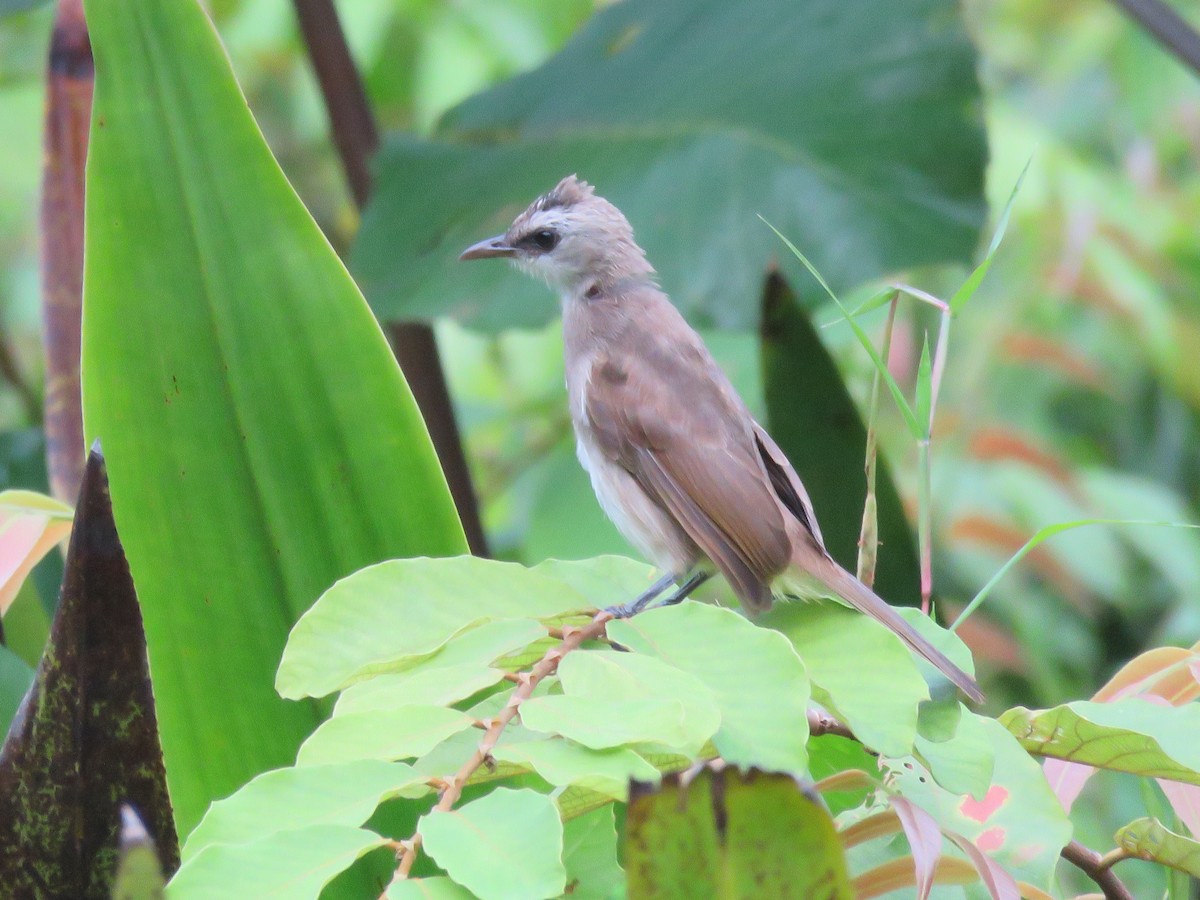 Yellow-vented Bulbul - ML643520814