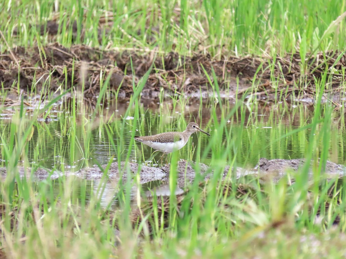 Solitary Sandpiper - ML643520817