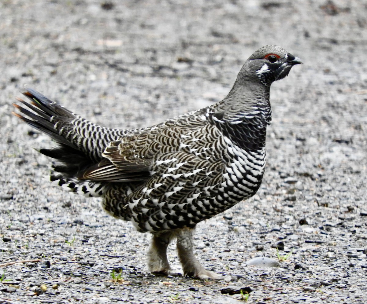 Spruce Grouse - ML643520820