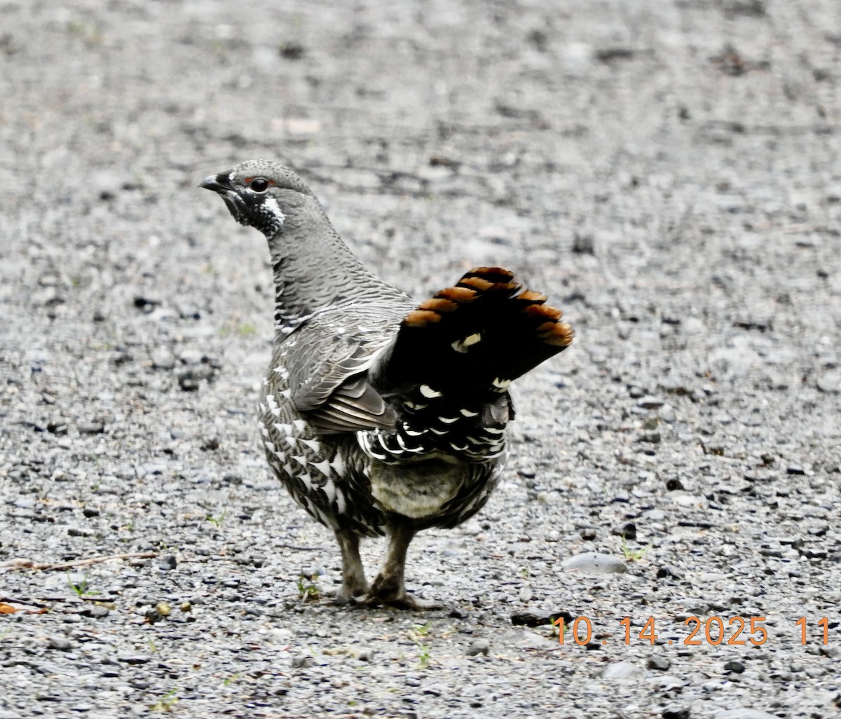 Spruce Grouse - ML643520821
