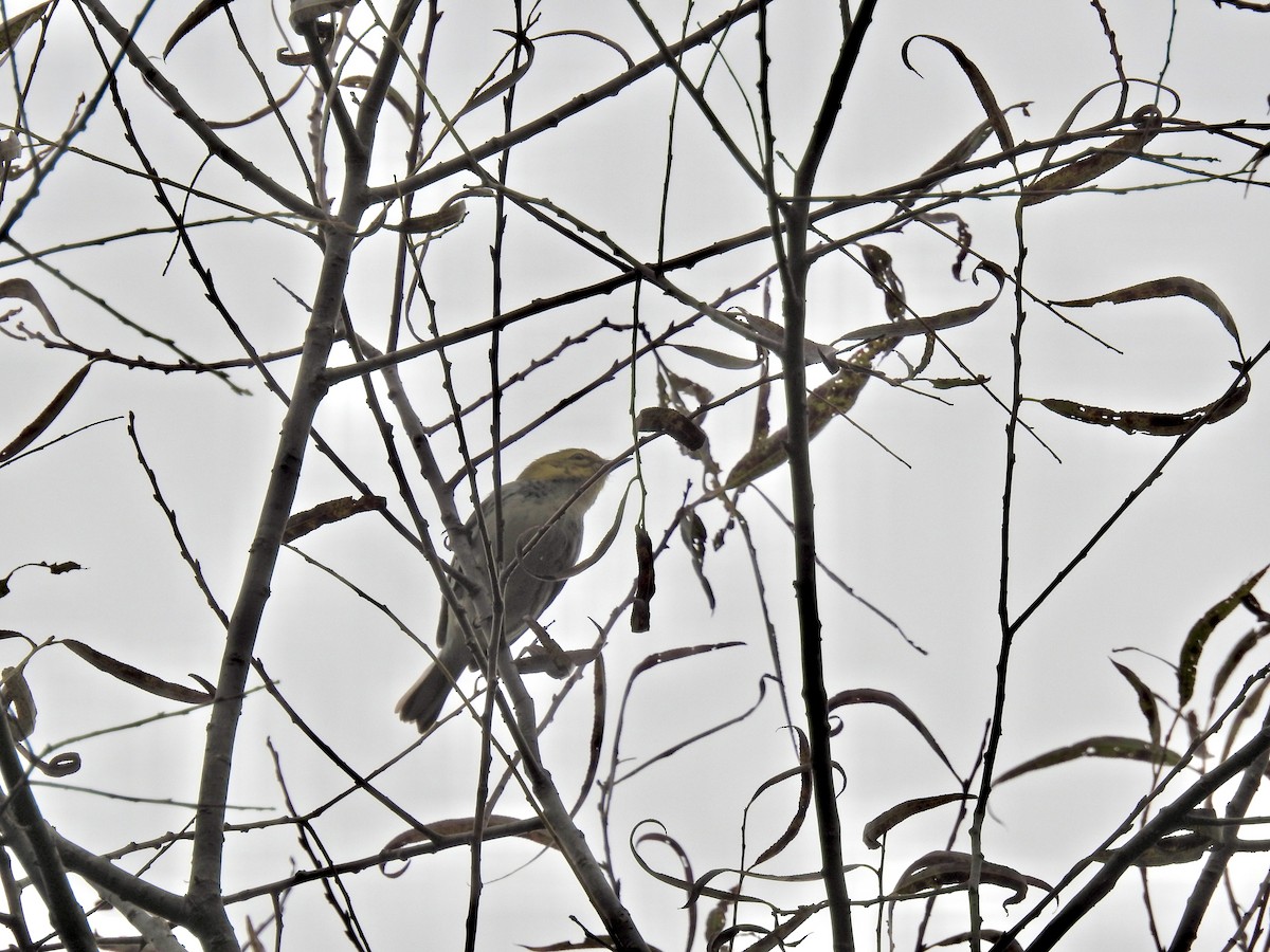 Grünmantel-Waldsänger - ML643520823
