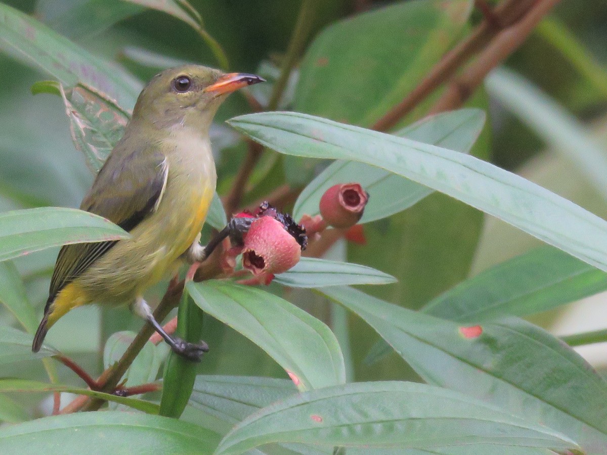 Orange-bellied Flowerpecker - ML643520824