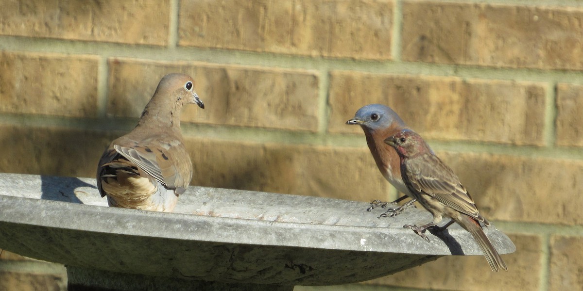Mourning Dove - ML643520825