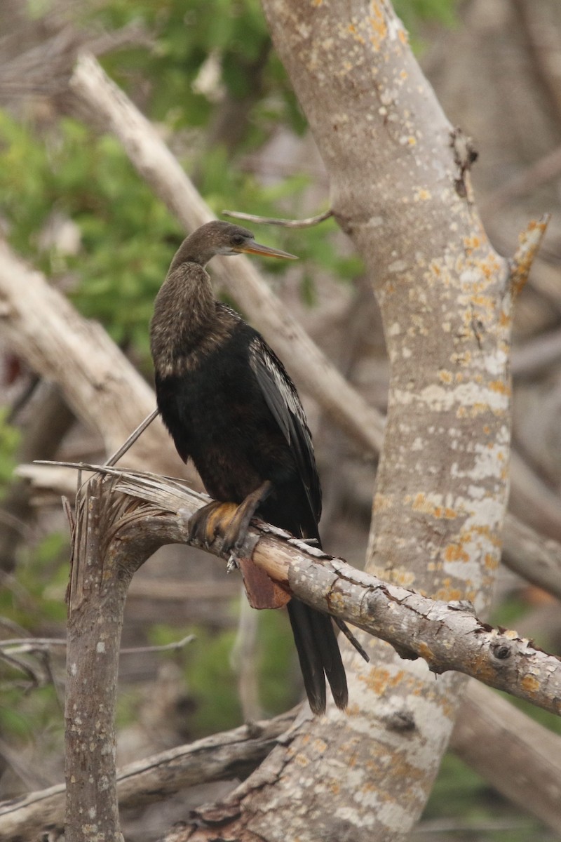 Anhinga d'Amérique - ML643520828