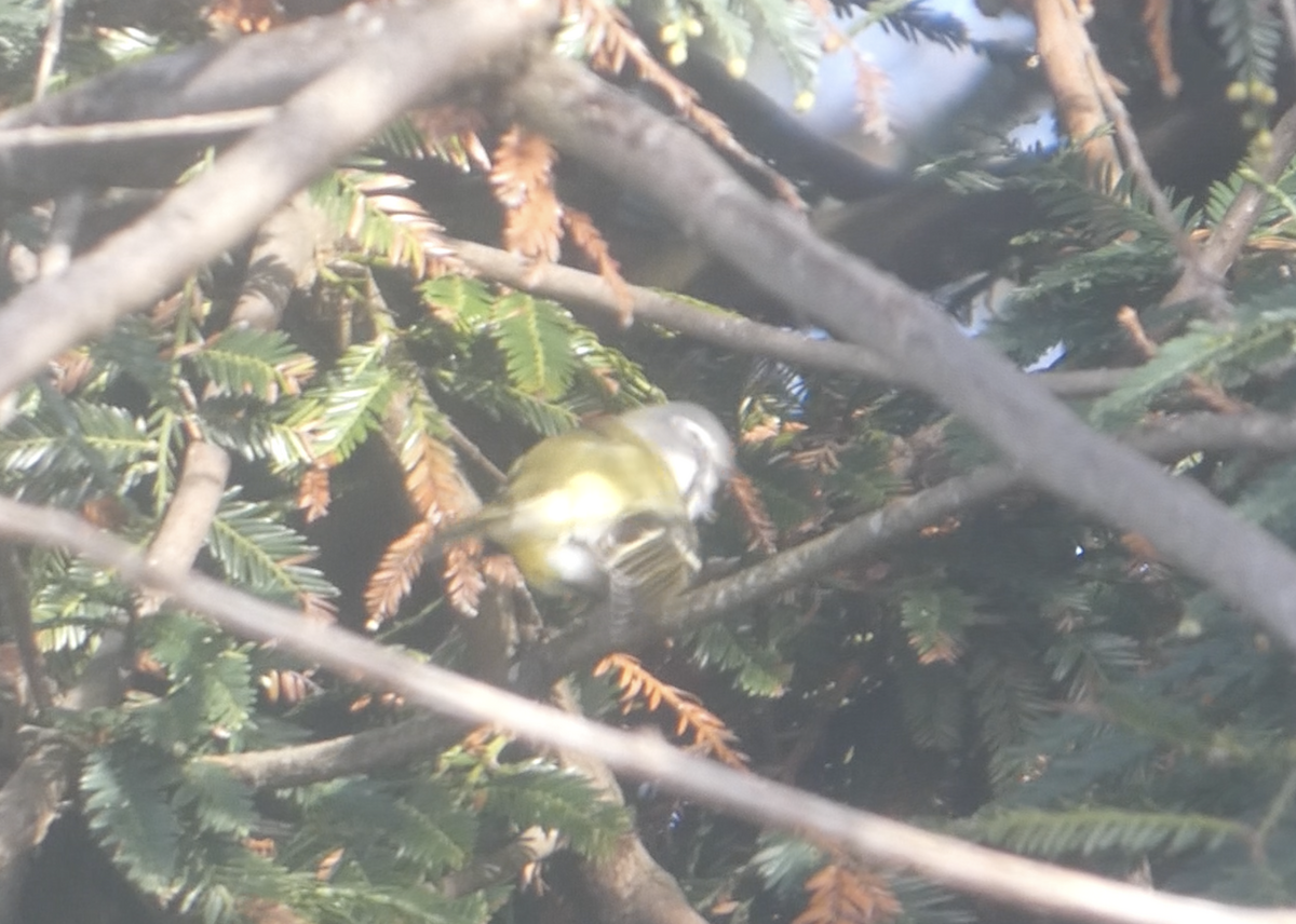Blue-headed Vireo - ML643520835