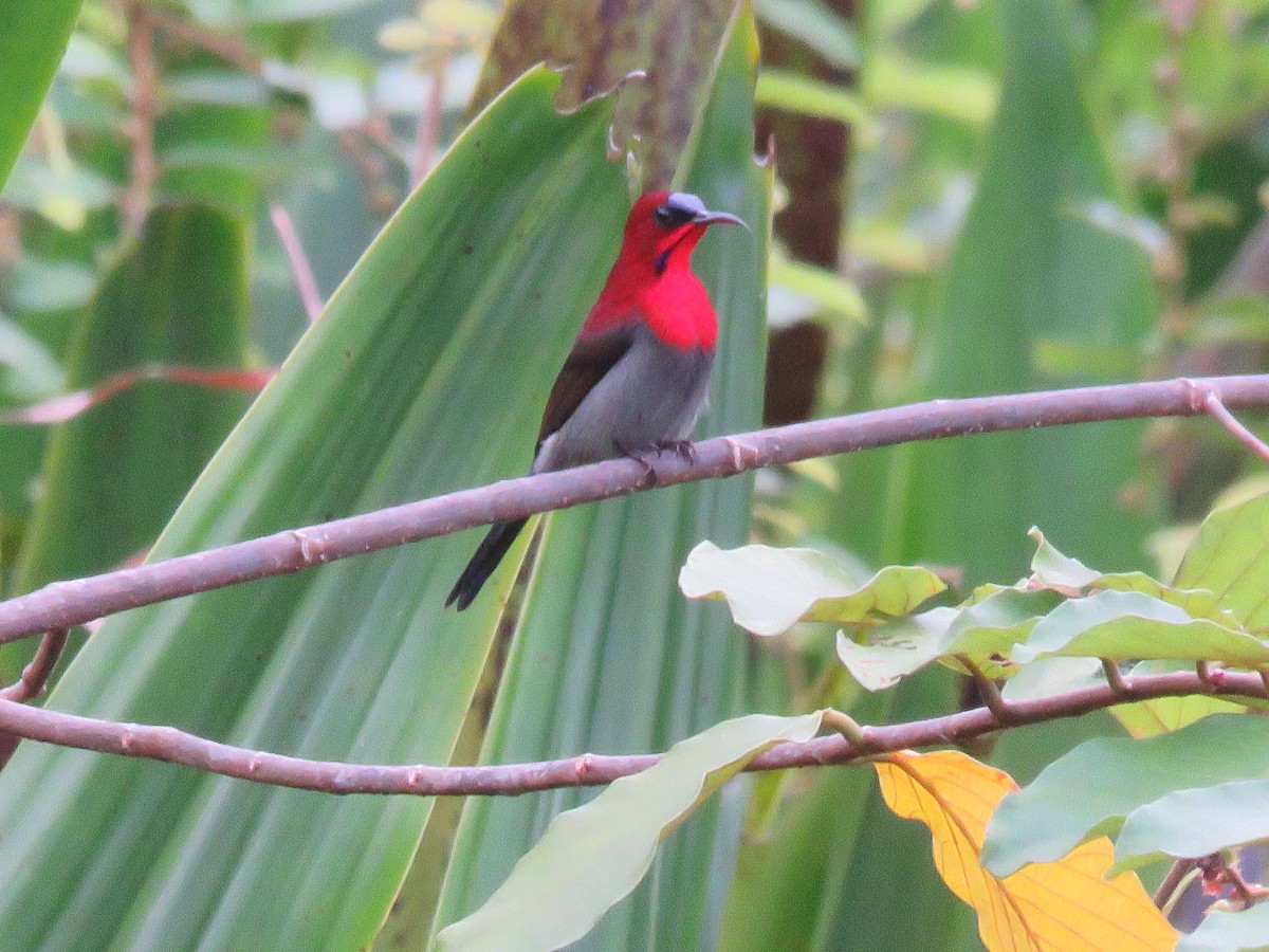 Crimson Sunbird - ML643520839