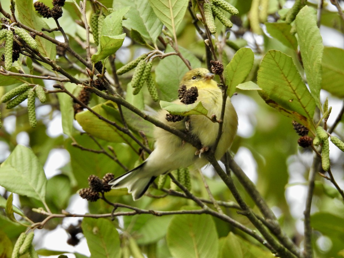 Chardonneret jaune - ML643520848