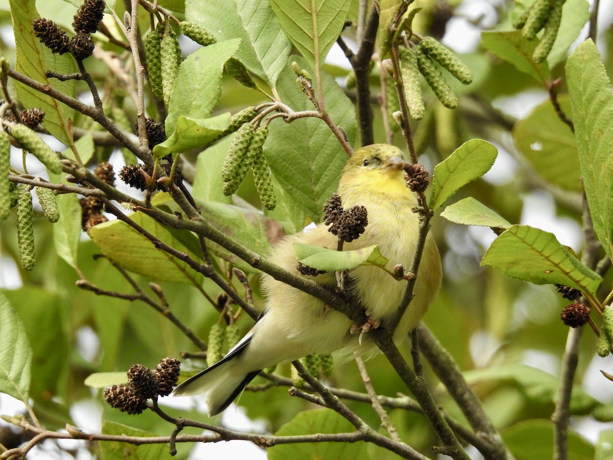 Chardonneret jaune - ML643520851