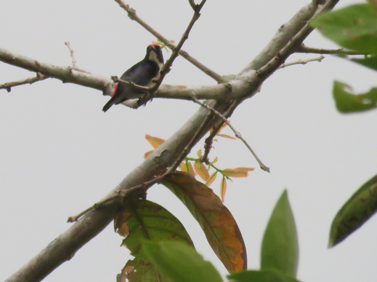 Scarlet-backed Flowerpecker - ML643520852