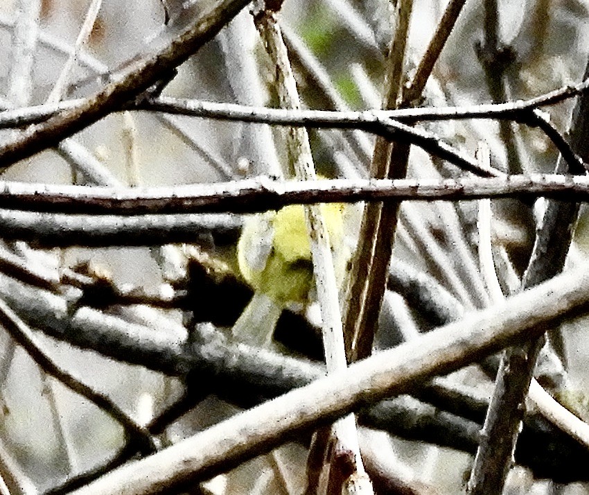 Wilson's Warbler - ML643520855
