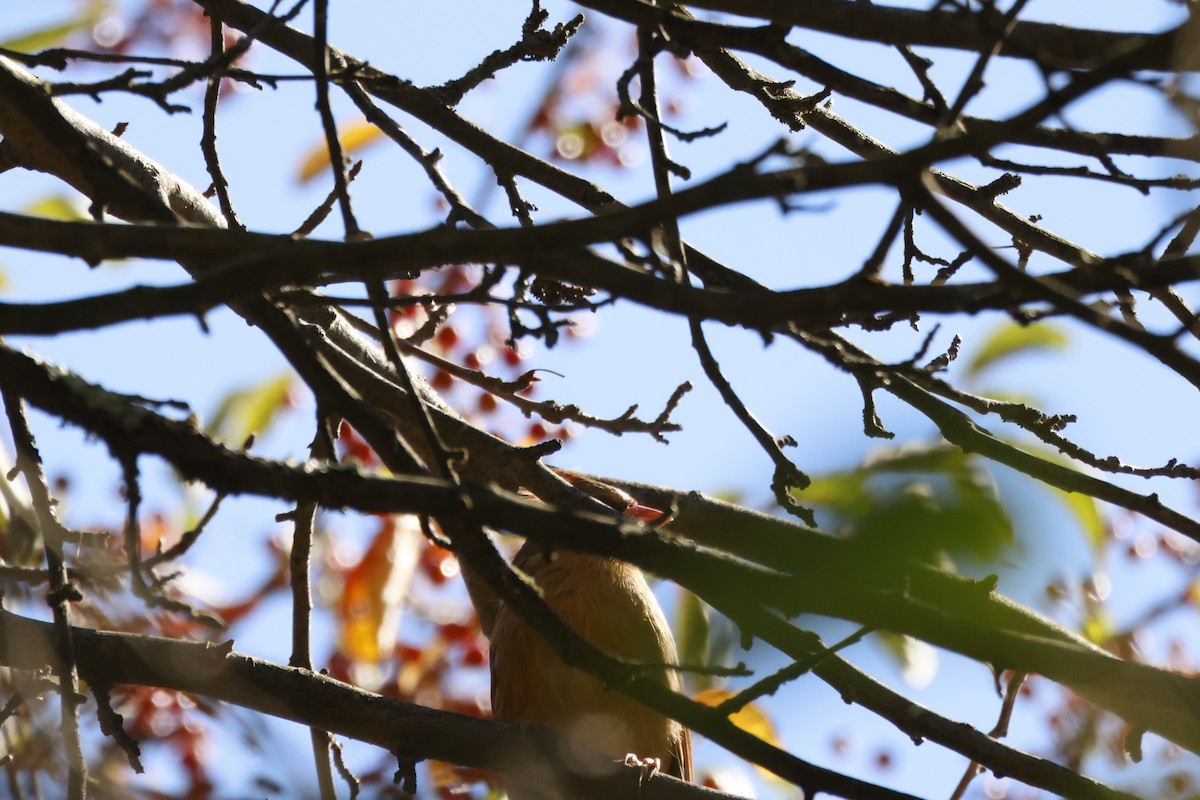 Northern Cardinal - ML643520858