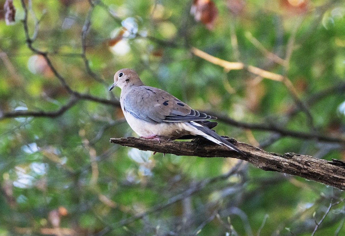 Mourning Dove - ML643520864