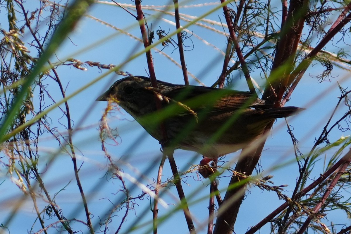 Swamp Sparrow - ML643520865