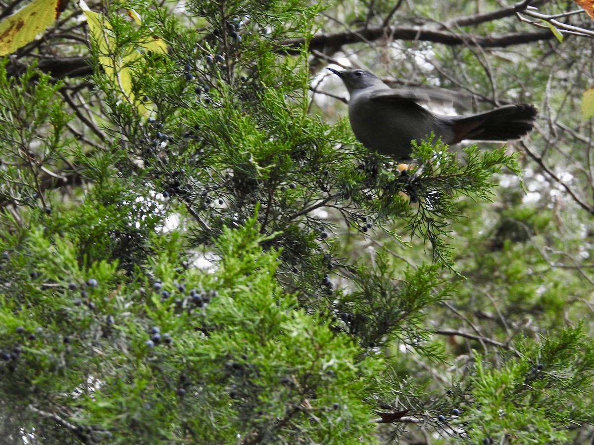 Gray Catbird - ML643520866