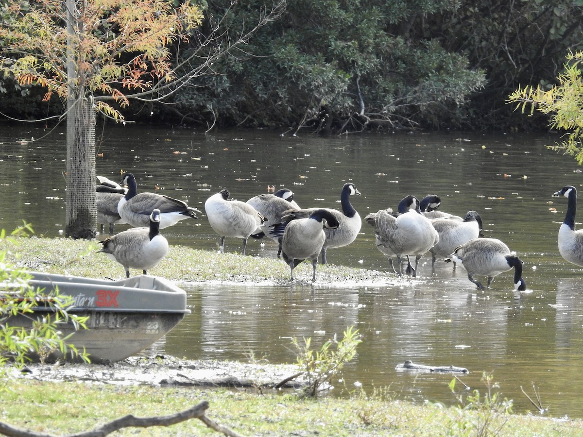 Canada Goose - ML643520870