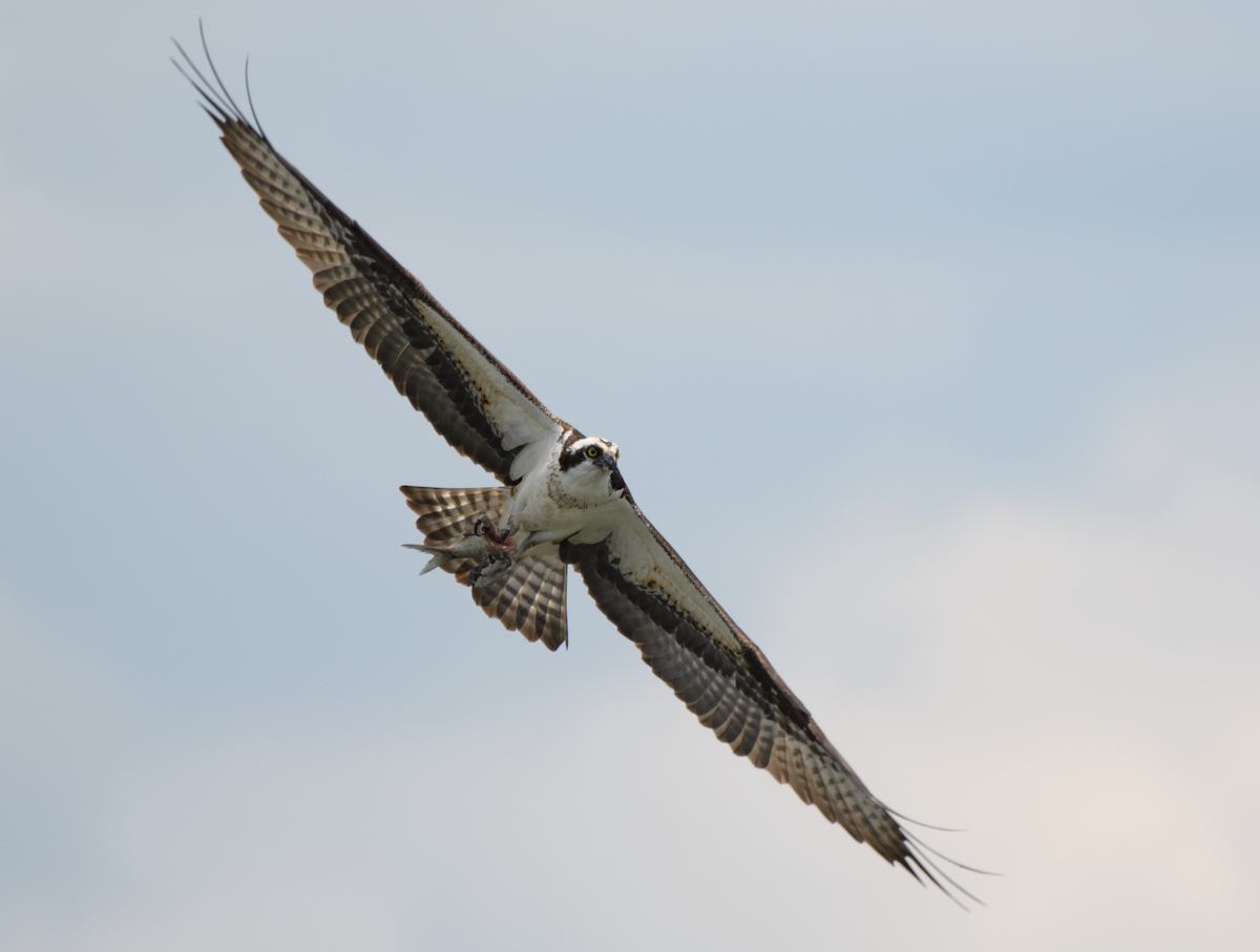 Osprey - ML643520876