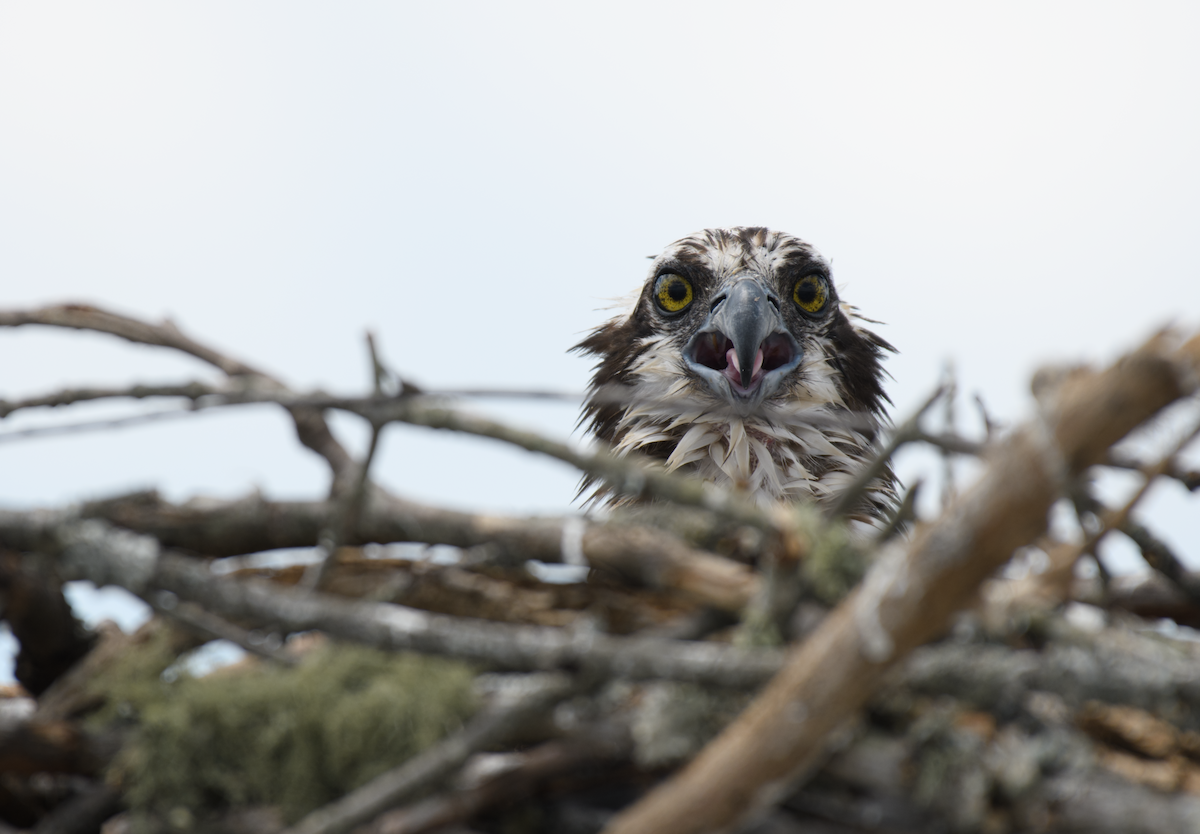 Osprey - ML643520880