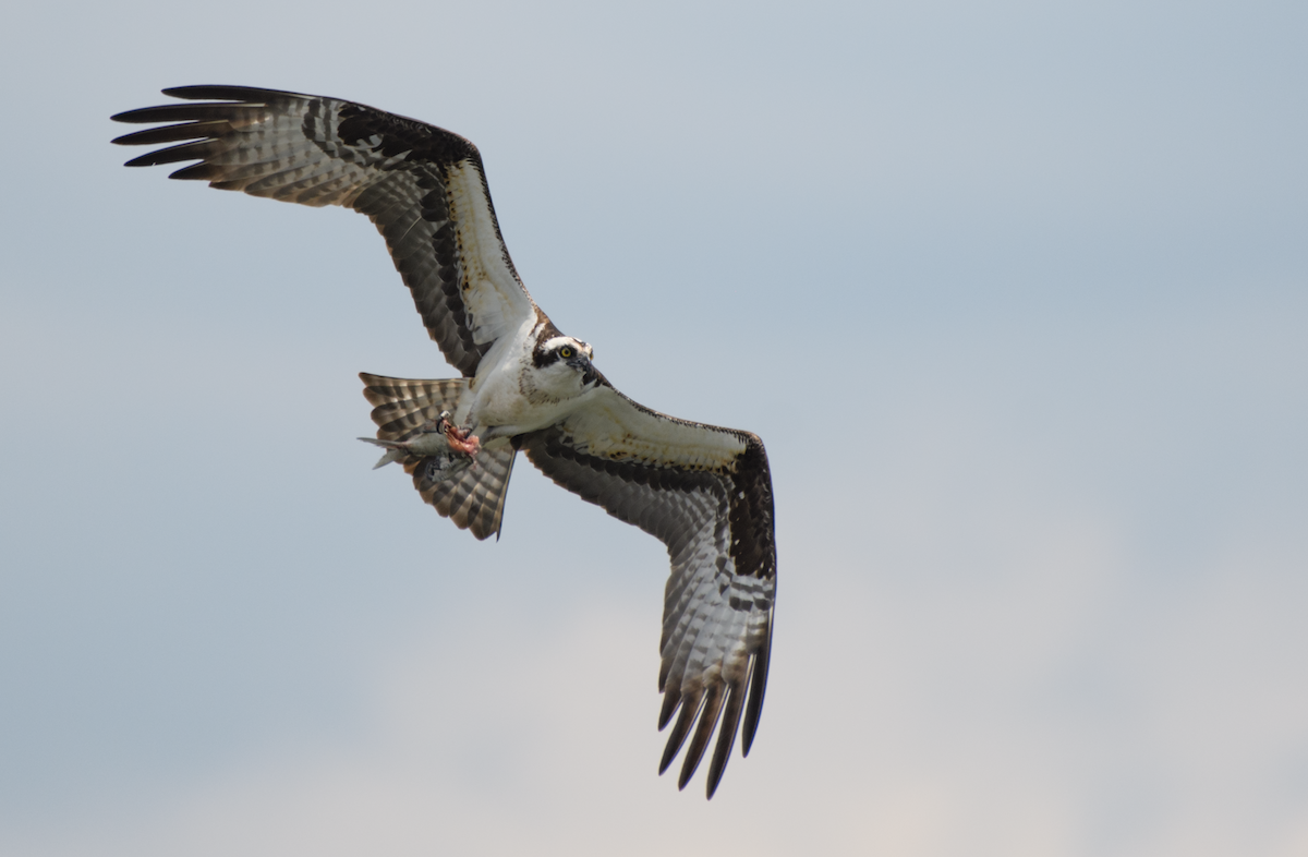 Osprey - ML643520881