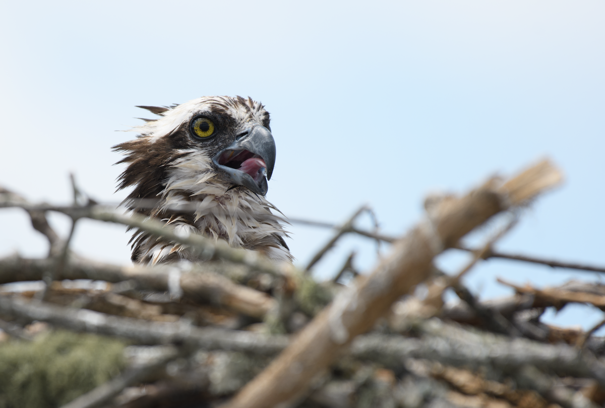 Osprey - ML643520891