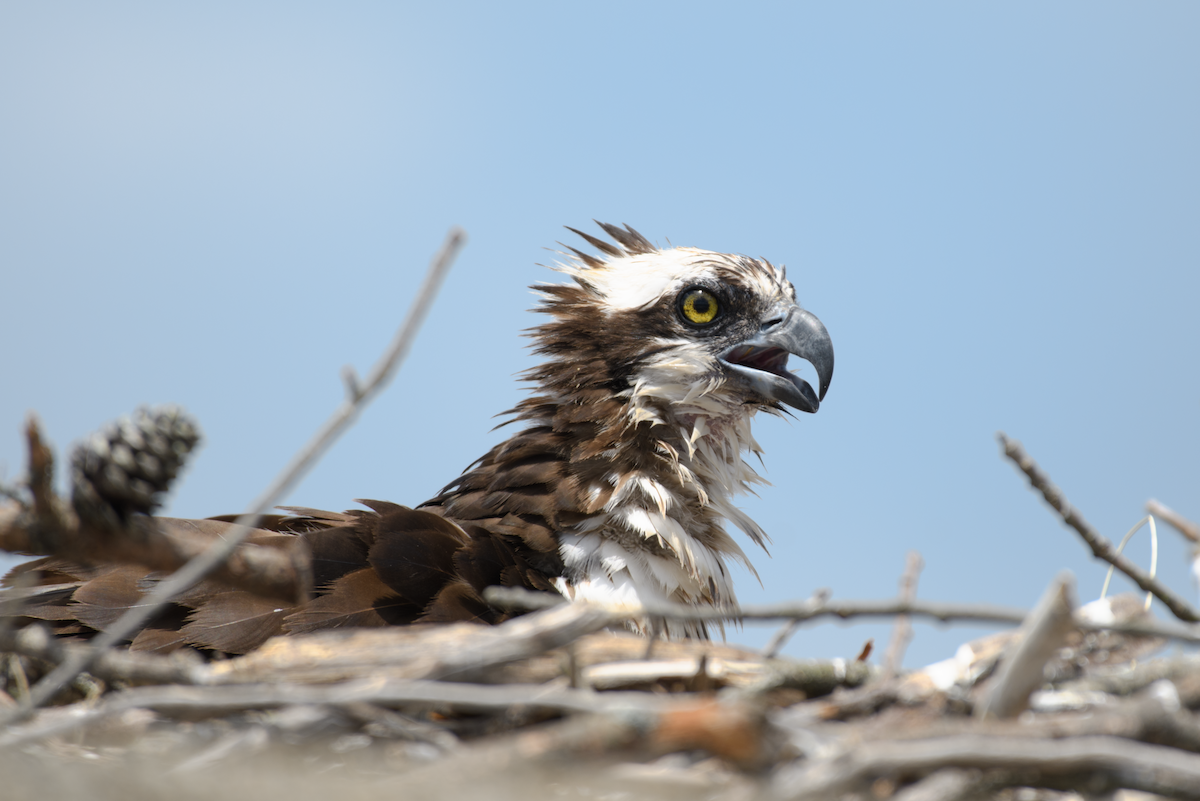 Osprey - ML643520894