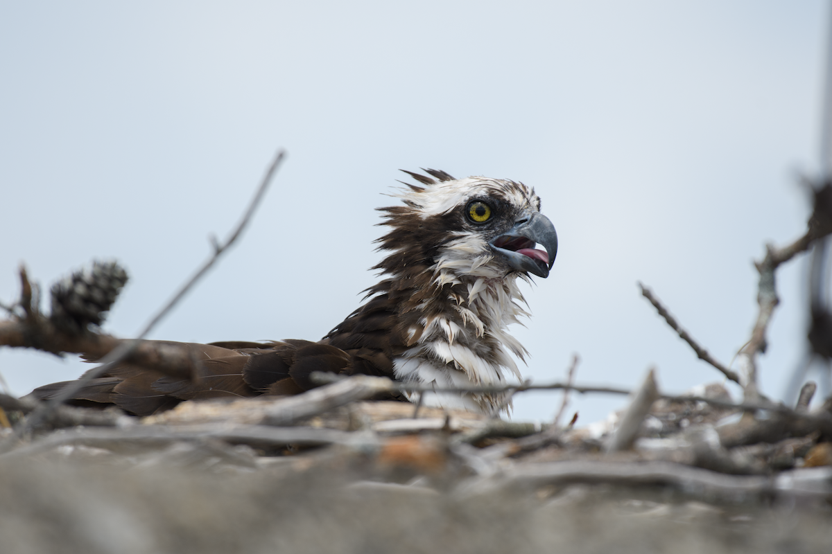 Osprey - ML643520895