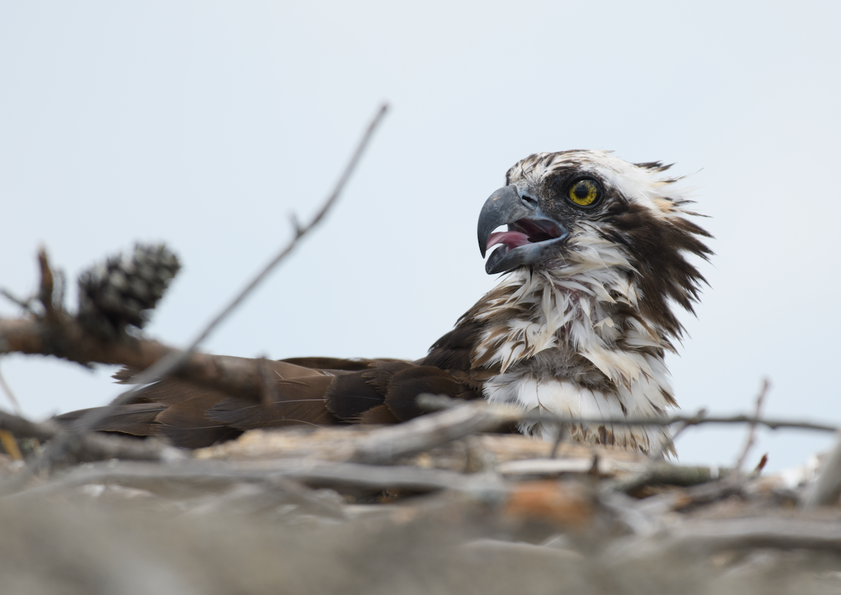 Osprey - ML643520896