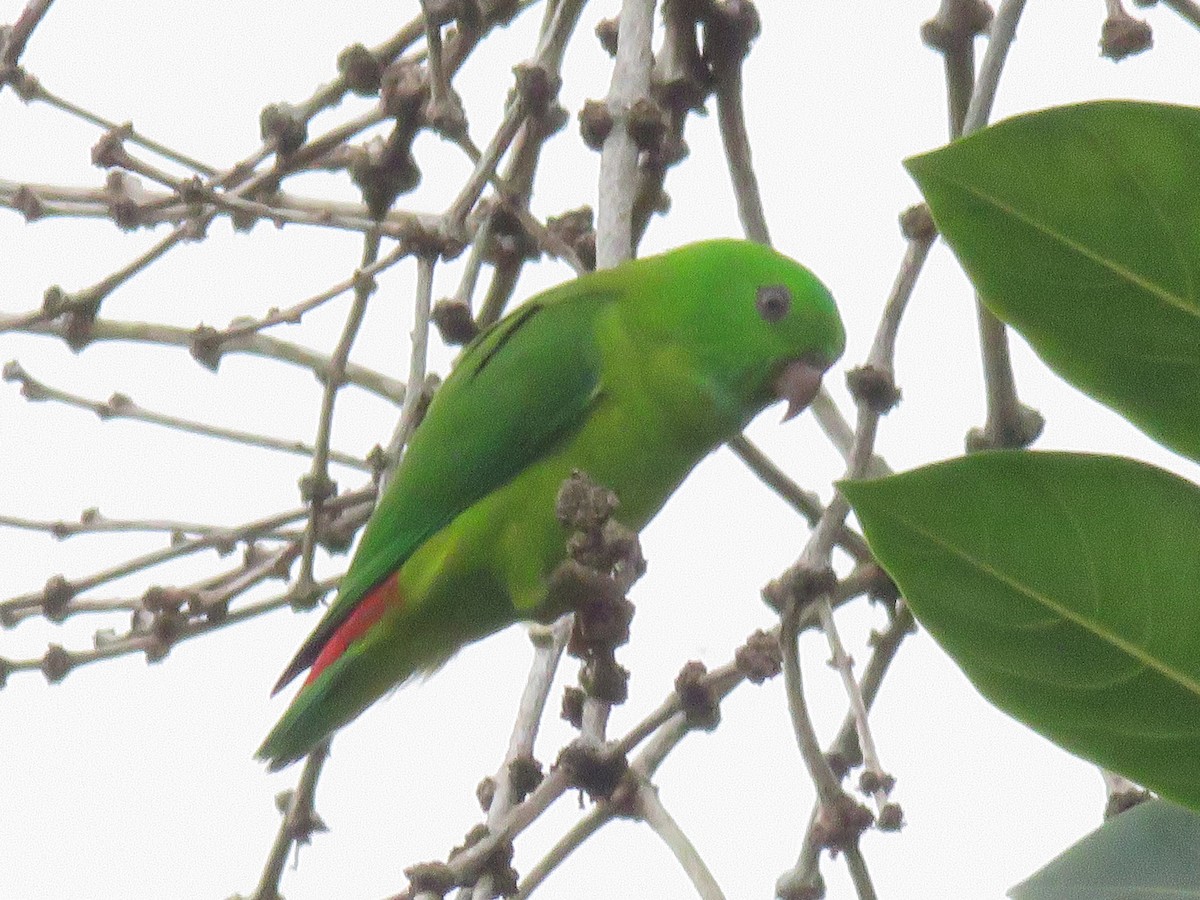 Blue-crowned Hanging-Parrot - ML643520900