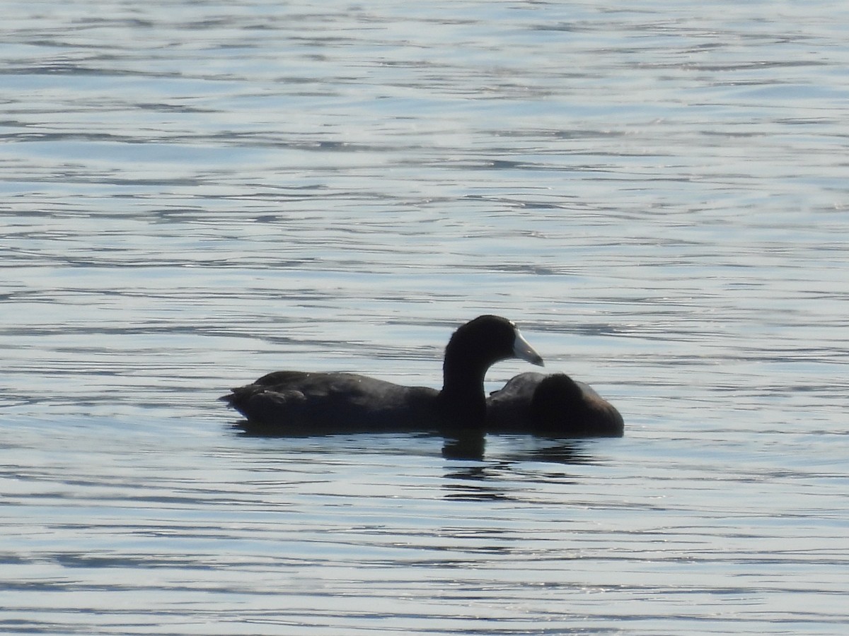 American Coot - ML643520929