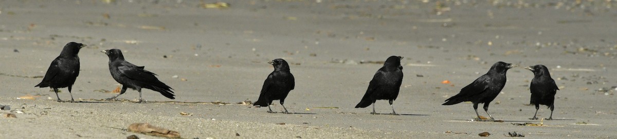 American Crow - ML643520936