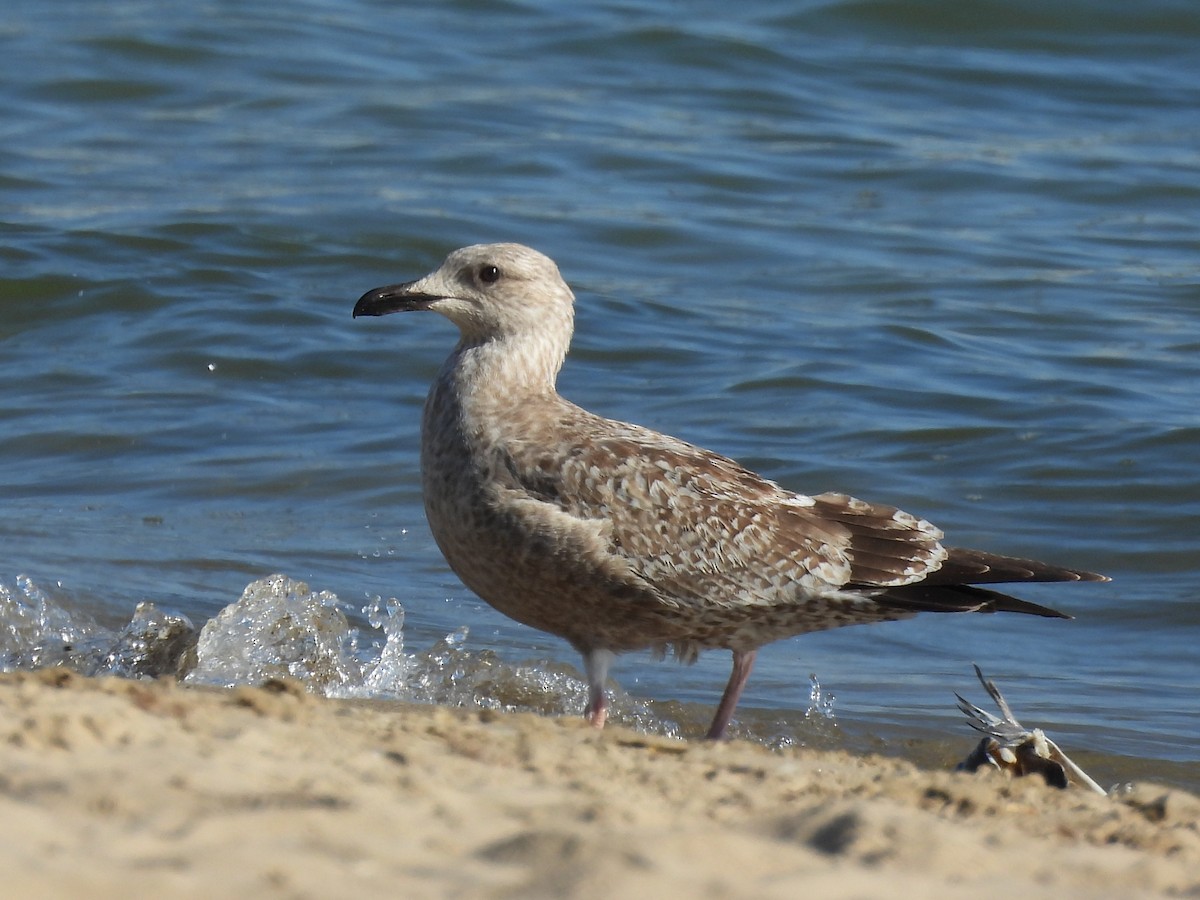 American Herring Gull - ML643520938