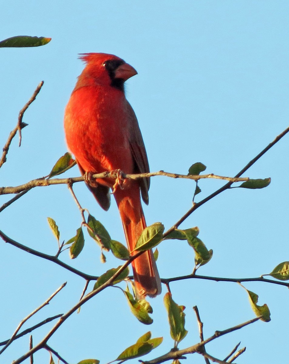 Northern Cardinal - ML643520940