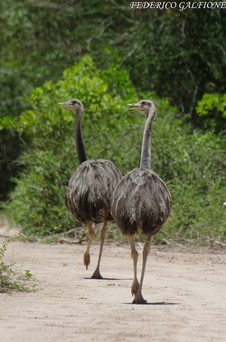 Greater Rhea - ML643520957