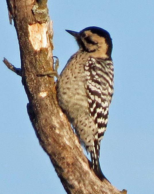 Ladder-backed Woodpecker - ML643520963