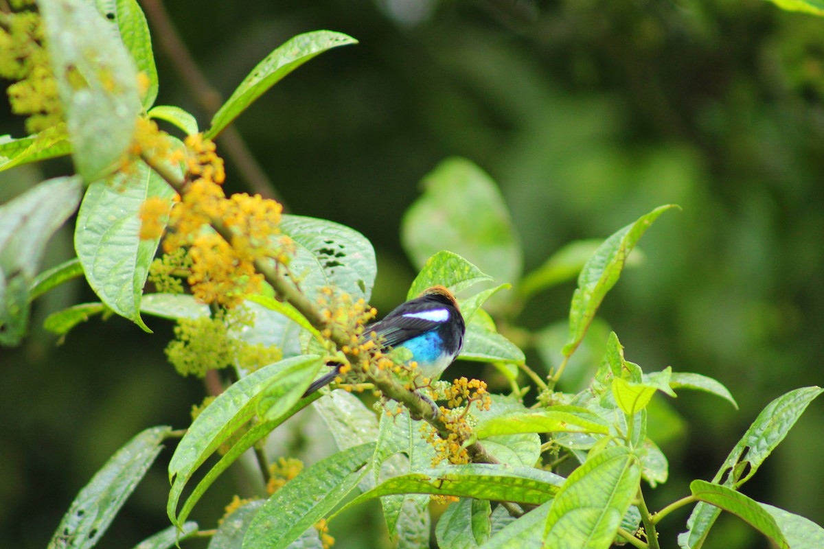 Golden-hooded Tanager - ML643520967