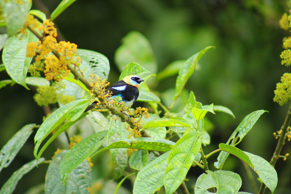 Golden-hooded Tanager - ML643520968