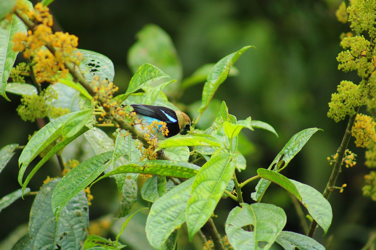 Golden-hooded Tanager - ML643520969