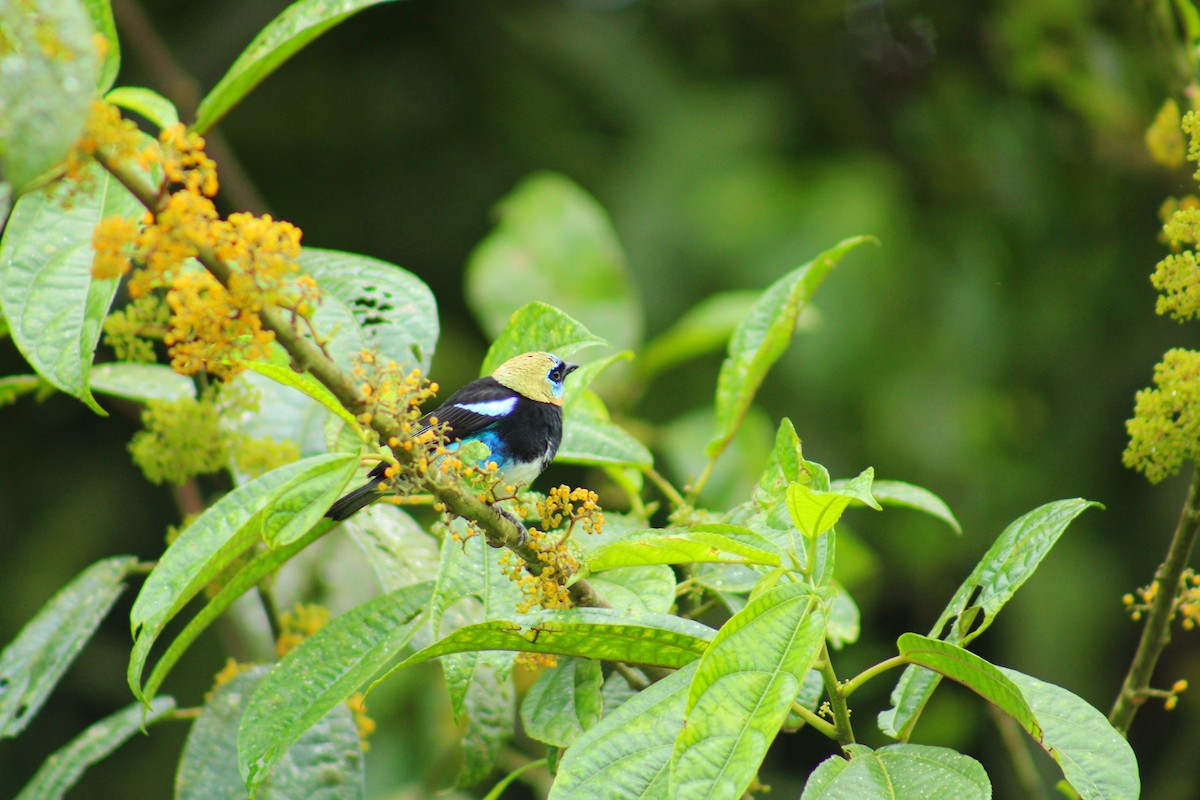 Golden-hooded Tanager - ML643520970