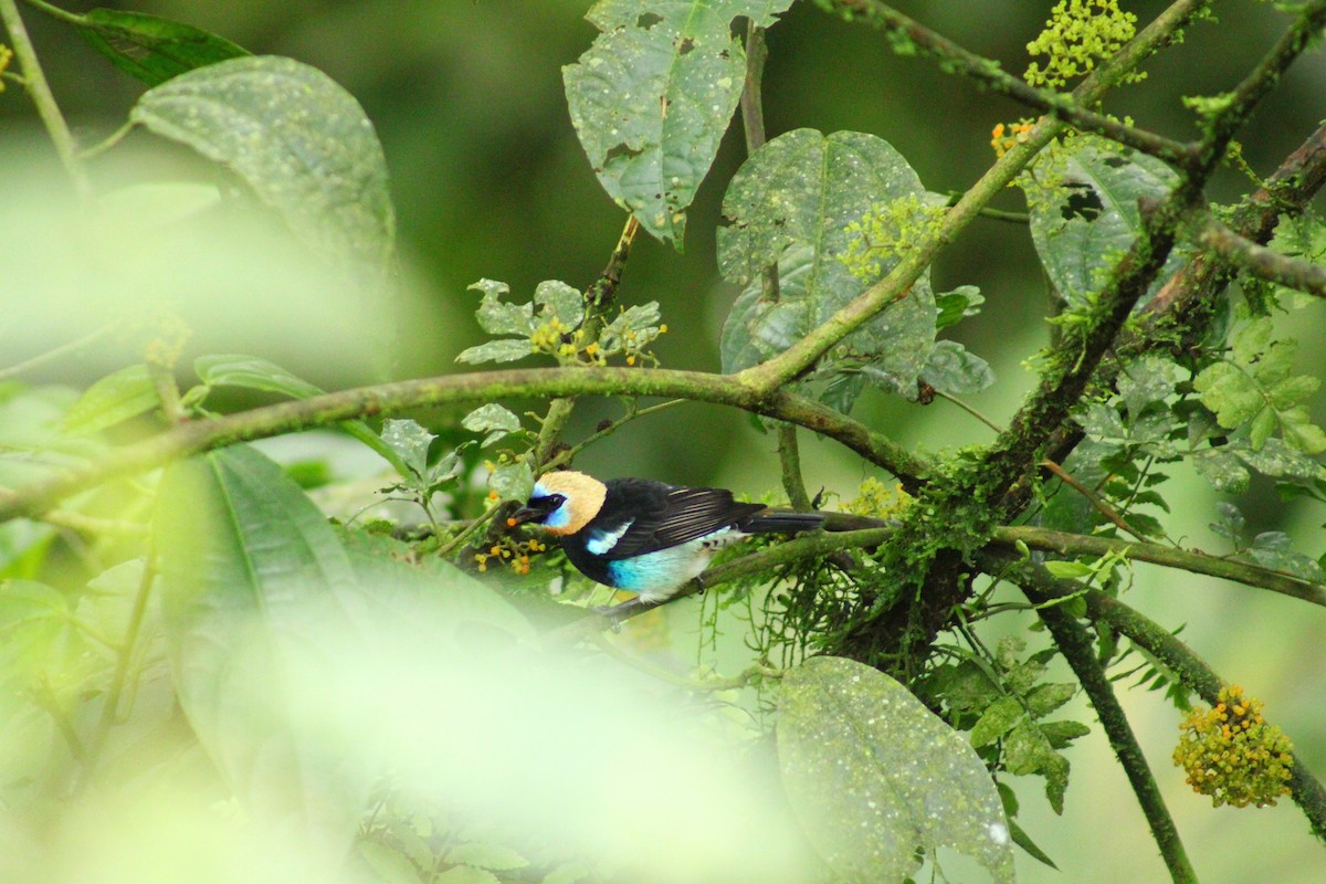 Golden-hooded Tanager - ML643520971