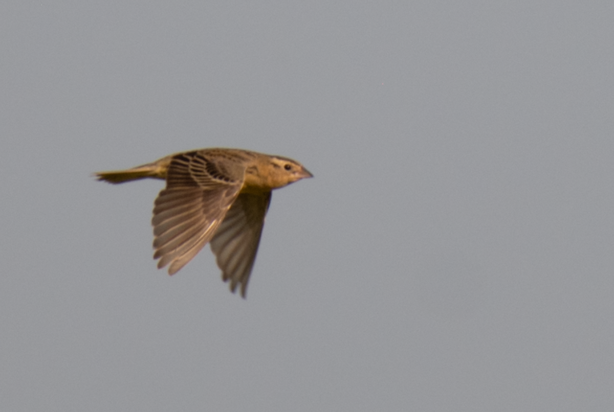 Bobolink - ML643520978