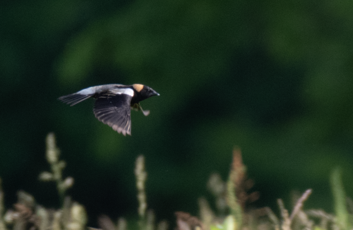 Bobolink - ML643520979